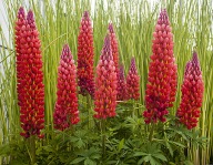 ŁUBIN "TOWERING INFERNO" Lupinus sadzonka bylina