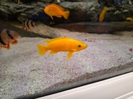 Szczeliniowiec Leleupa ( dorosłe osobniki)