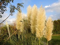 TRAWA PAMPASOWA BIAŁA