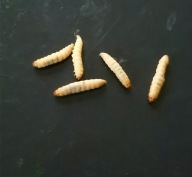 Mole woskowe, barciak większy, 120 sztuk