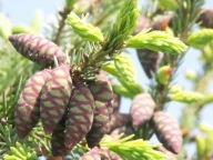 Świerk serbski na żywopłot i do ogrodyu sadzonki