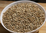 Żyto Ekologiczne ozime 20kg ziarno na poplon