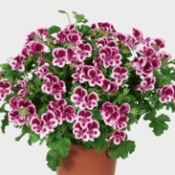 Pelargonia anielska crispum PAC Angeleyes Randy