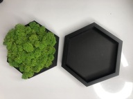 Zestaw zrób to sam, sześciokąt z Mchem Chrobotkiem - DIY