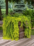 Tojeść 'Aurea'(lysimachia 'Aurea') P11