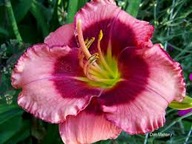 Liliowiec Dan Mahony