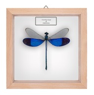 Ważka w gablotce Neurobasis kaupi