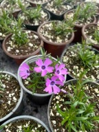 Phlox subulata MacDaniel's Cushion floks sadzonka w pojemniku do 0,5l