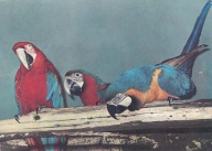 WROCŁAW - ZOO - ARA CZERWONA - ARA BŁĘKITNA - PTAK