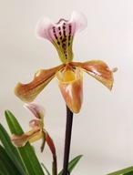 storczyk paphiopedilum sabotek 5