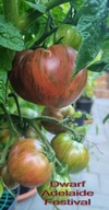 Pomidor Adelaide Festival 10 nasion kolekcjonerskich pomidor karłowy dwarf