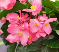 Begonia Big DeluXXe Rose Green Leaf