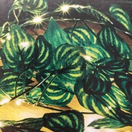 ŁAŃCUCH BLUSZCZ ŚWIETLNY LAMPKI LED GIRLANDA