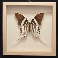 Motyl w gablotce Graphium Dorcus 1