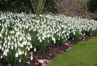 Śnieżyczka przebiśnieg sadzonka w doniczce 10 cm biała pod drzewa trawnik
