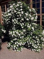 róża biała Rose multiflora sadzonka doniczce 30 cm P9 miododajna ogrodowa