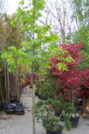 Kasztanowiec czerwony szczepiony pienny 240cm stary okaz inny