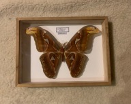 Motyl w ramce 24x18 cm - ATTACUS Atlas - Indonezja/Australia