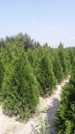 Ukorzeniona sadzonka Tuja szmaragd thuja tuje tujeczki sadzonka smaragd