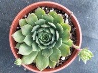 Rojnik 1 podstawowa odmiana spośród zielonych