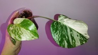 Monstera borsigiana variegata small form