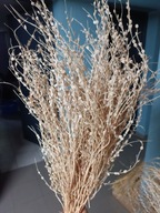 lepidium naturalne suszone kwiaty trawy susz bukiet