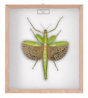 Straszyk w gablotce Paracyphocrania major 1