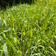 Trawa żubrówka (Hierochloe odorata) Turówka P13