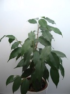 Fikus benjamina Green Kinky