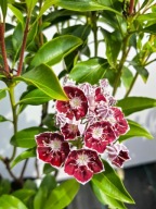 Kalmia szerokolistna TADEUSZ zimozielona