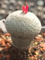 Kaktus Epithelantha neomexicana duża E1+ gratisy + ogrzewacz