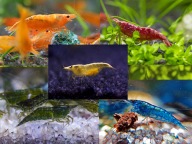 Krewetki akwariowe kolorowy zestaw: red blue yellow green orange 15 szt