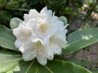 RÓŻANECZNIK | Rododendron | 'Eskimo'