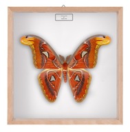 Motyl w gablotce Attacus atlas 3