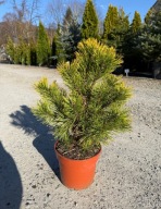 Sosna górska kosodrzewina Winter Gold 30-40cm