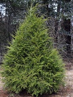 Choina kanadyjska c5 duża sadzonka