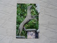 KRZESZOWICE--TENCZYNEK RZEŻBA PIES