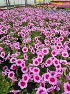 Million Bells - Cabrio Soft Pink & Eye
