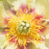 Paeonia itoh "Prairie Charm piwonia Itoh