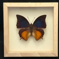 Motyl w gablotce Charaxes Mars