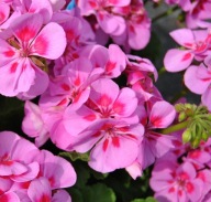 Pelargonia ŁOSOSIOWA zonale Grandeur Classic Violet Splash