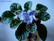 Fiołek afrykański @cięty liść @ Buckeye Cloudless Skies @ standard