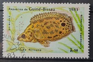 Ryby (kas) - luzak - do uzupełnień 13/8