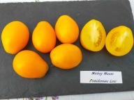 Pomidor Mickey Mause niska koktajlówka nasiona kolekcjonerskie