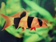 Bocja wspaniała ( zwalcza ślimaki)