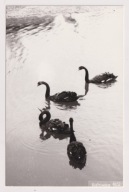 Katowice Chorzów ZOO WPKiW 1972r. FOTOGRAFIA wymiarach 91 x 140 mm. 867i