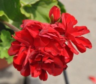 Pelargonia cultivars Summer Lovers Dark Red POLECAM