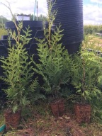 Tuja thuja Brabant żywopłot 1 gat gęsty w donicy p9