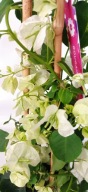 Bugenwilla sanderiana 3