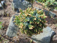 MINIATURKA Świerk serbski 'Kubat' DO KOLEKCJI